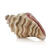 Handbags Judith Leiber | Conch Shell Breakers